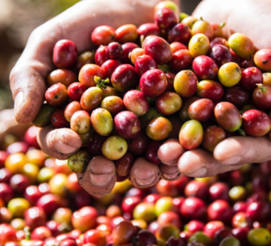 coffee cherries