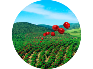 おいしさのひみつ