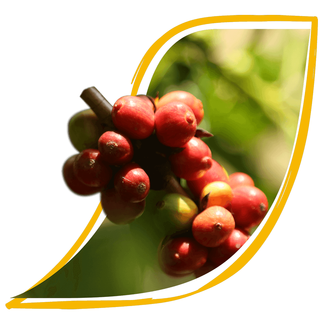 進捗状況を測定 – 農園評価ツール（Farm Assessment Tool）