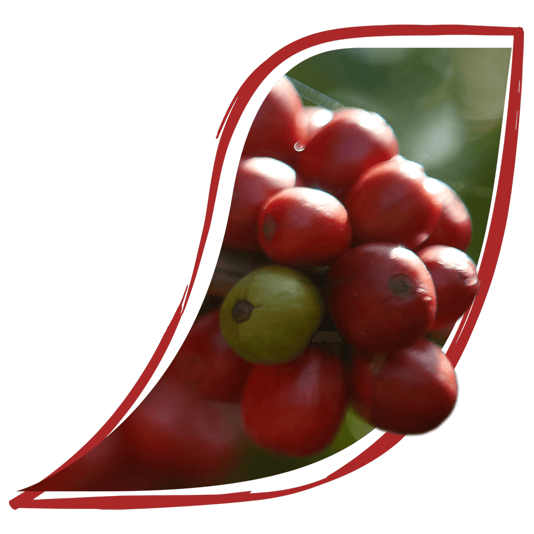 アグロフォレストリーの概念を行動に落とし込む