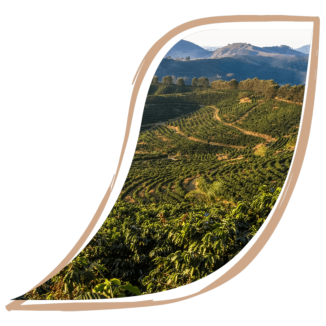 アグロフォレストリーのスキームから学ぶ