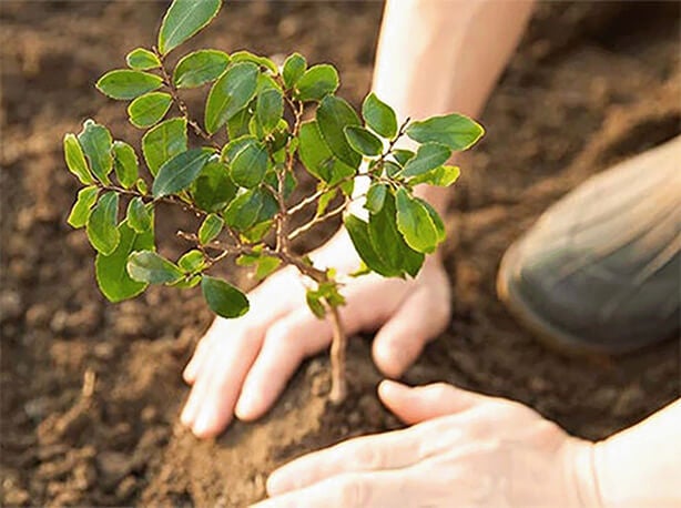 2030年までに再生農業を通じたコーヒ