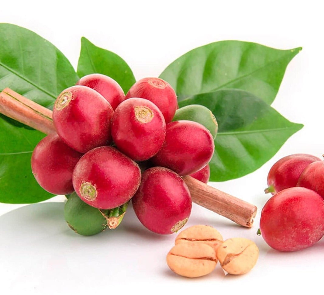 Let's talk Coffee! コーヒー豆ができるまで