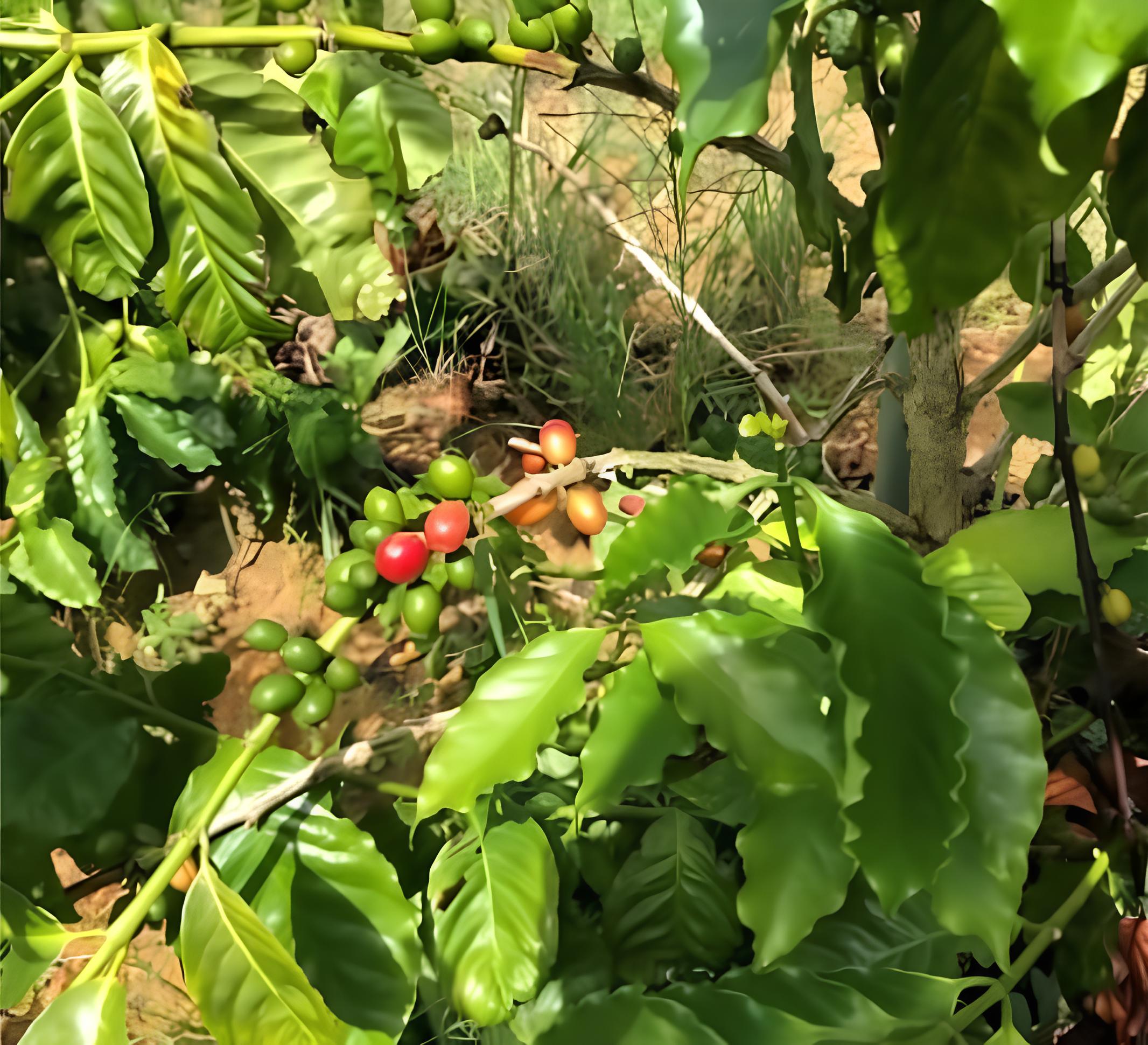 Let's talk Coffee! 沖縄コーヒープロジェクト