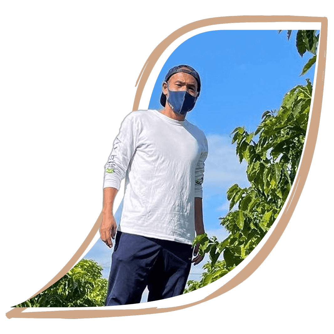 沖縄でコーヒー栽培