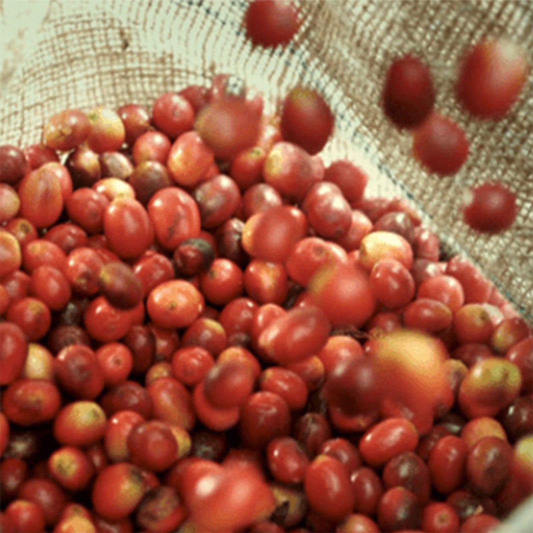 美味しさの秘密その3 こだわりの厳選豆