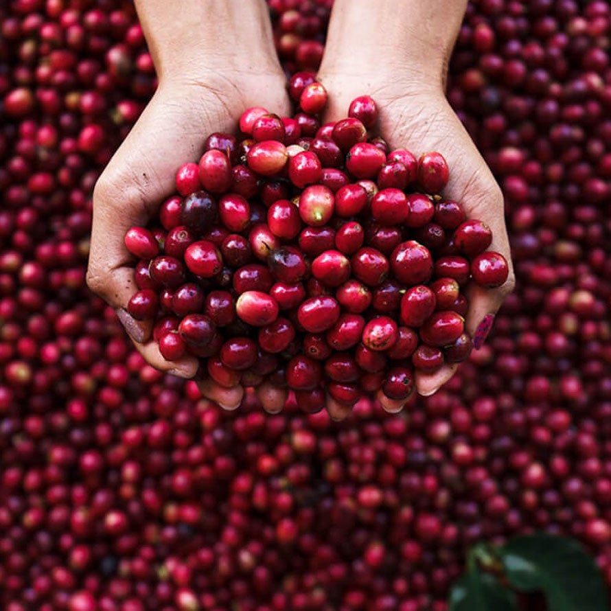 こだわりの厳選豆