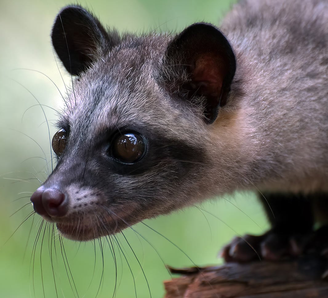 コーヒー豆知識