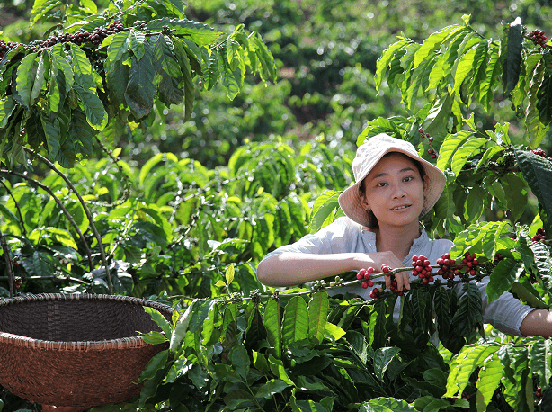生産者を尊重し、環境に配慮して調達されたコーヒー豆を使用。