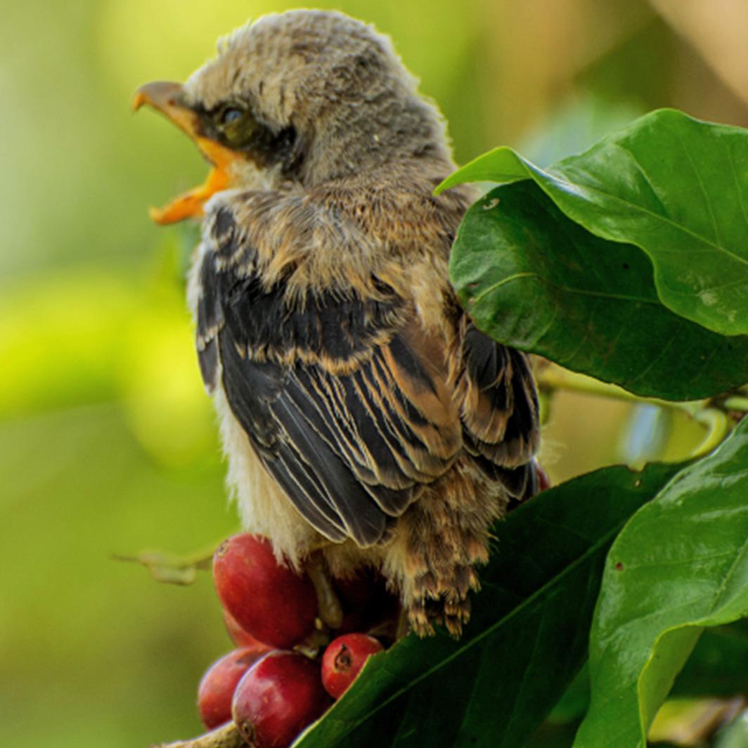 コーヒーの豊かな歴史