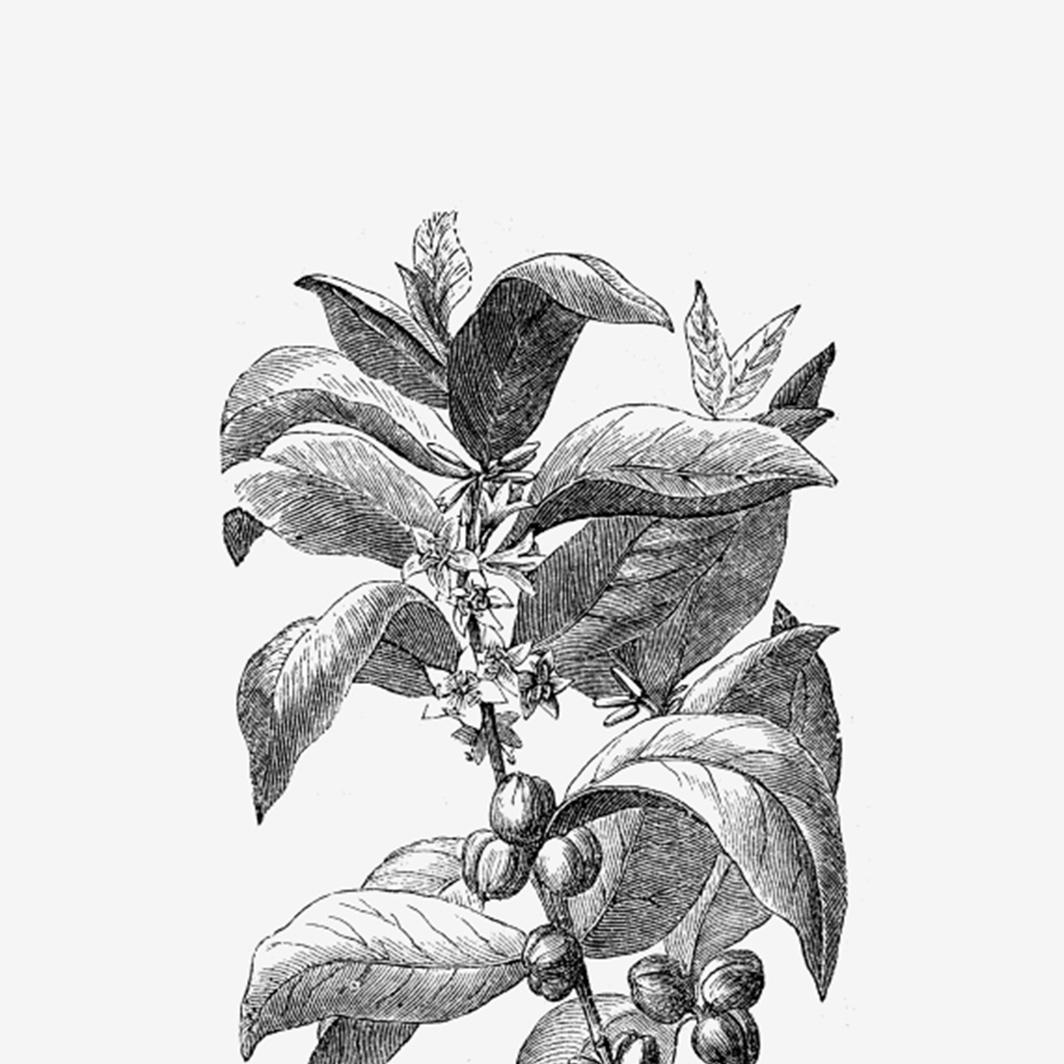 一日を楽しくするコーヒー豆知識