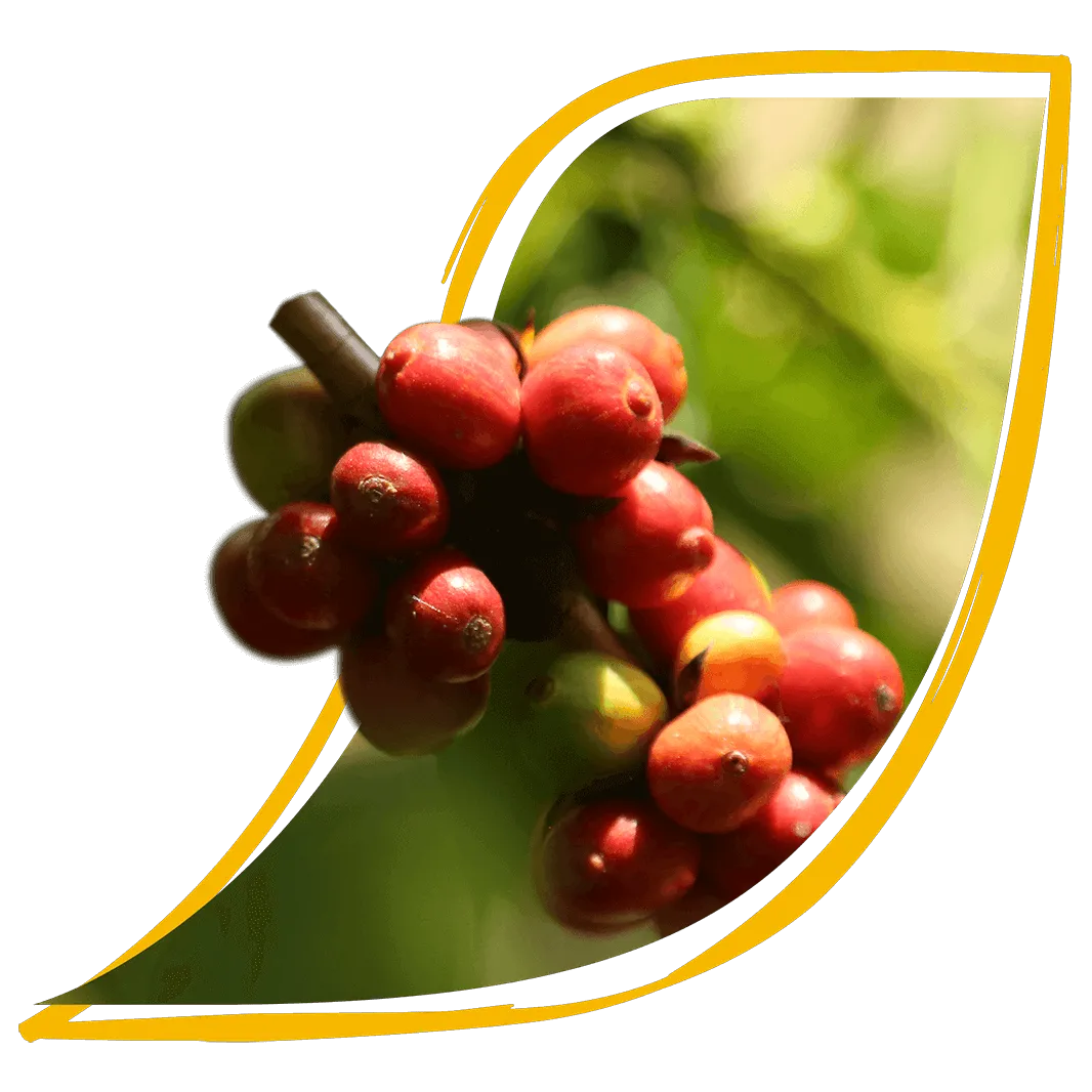 進捗状況を測定 – 農園評価ツール（Farm Assessment Tool）